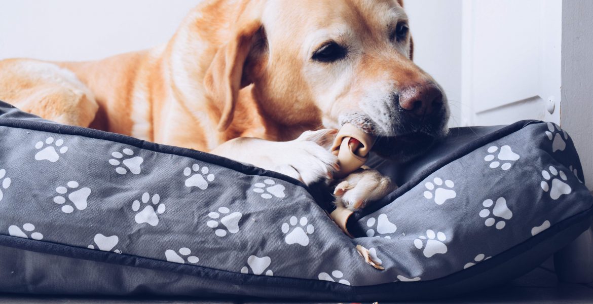 miglior cuccia per cani da interno