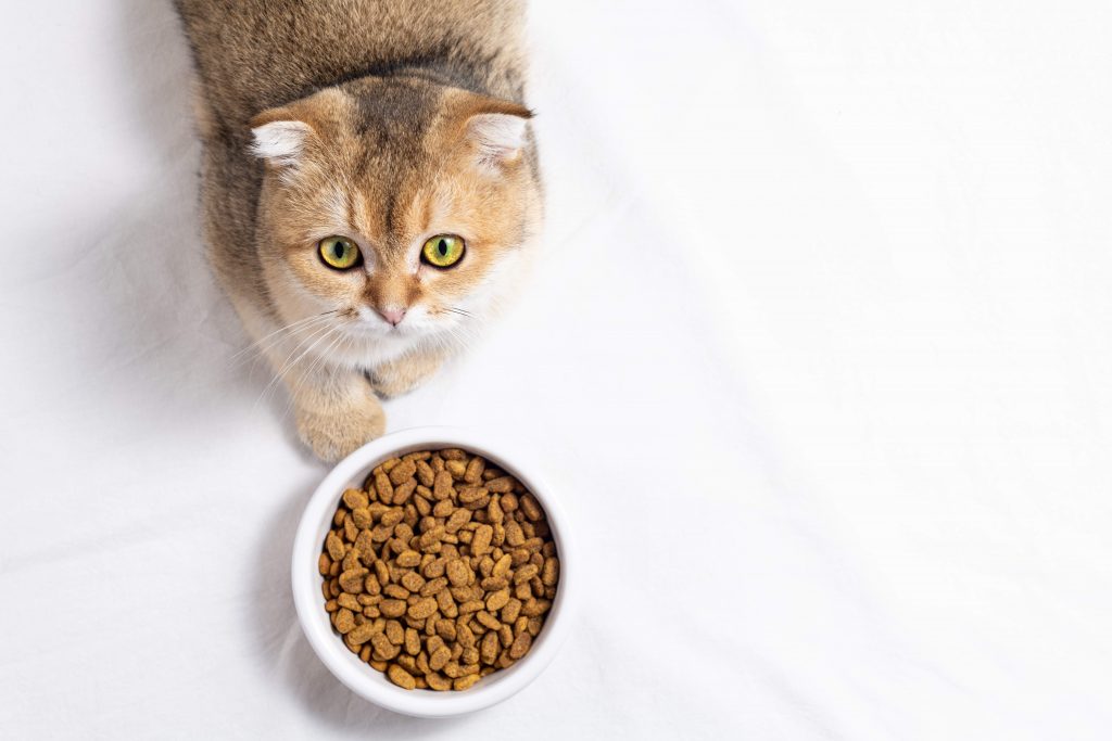 migliori marche cibo per gatti