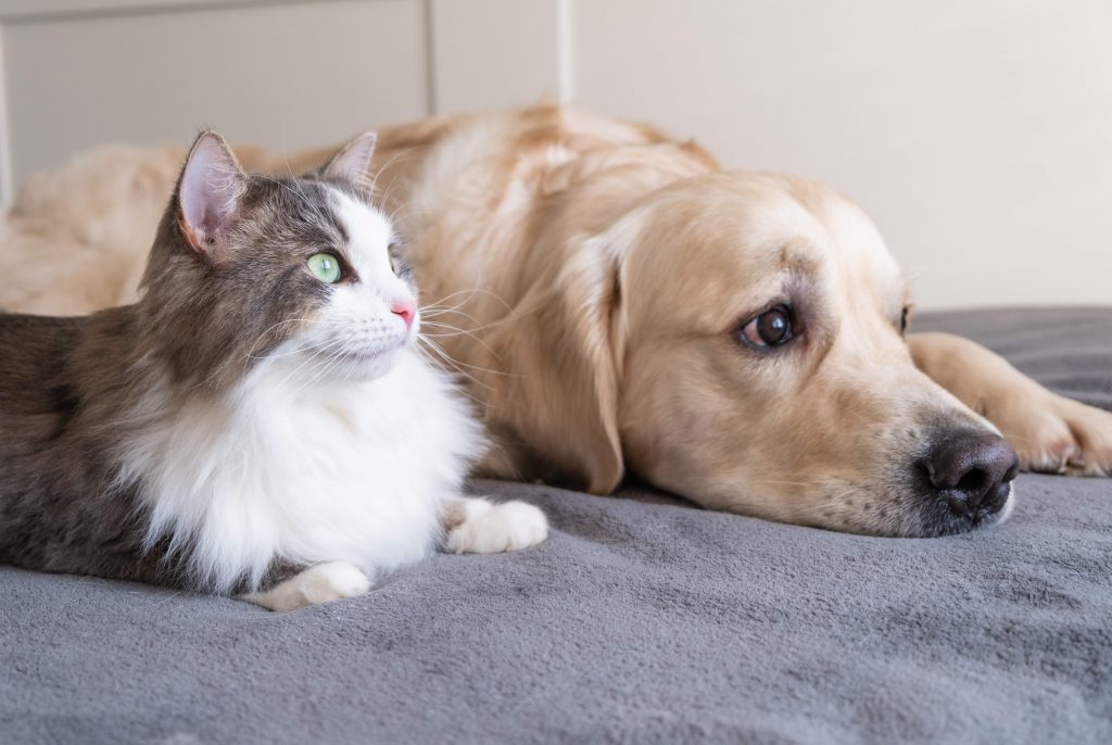 migliori marche per cani e gatti