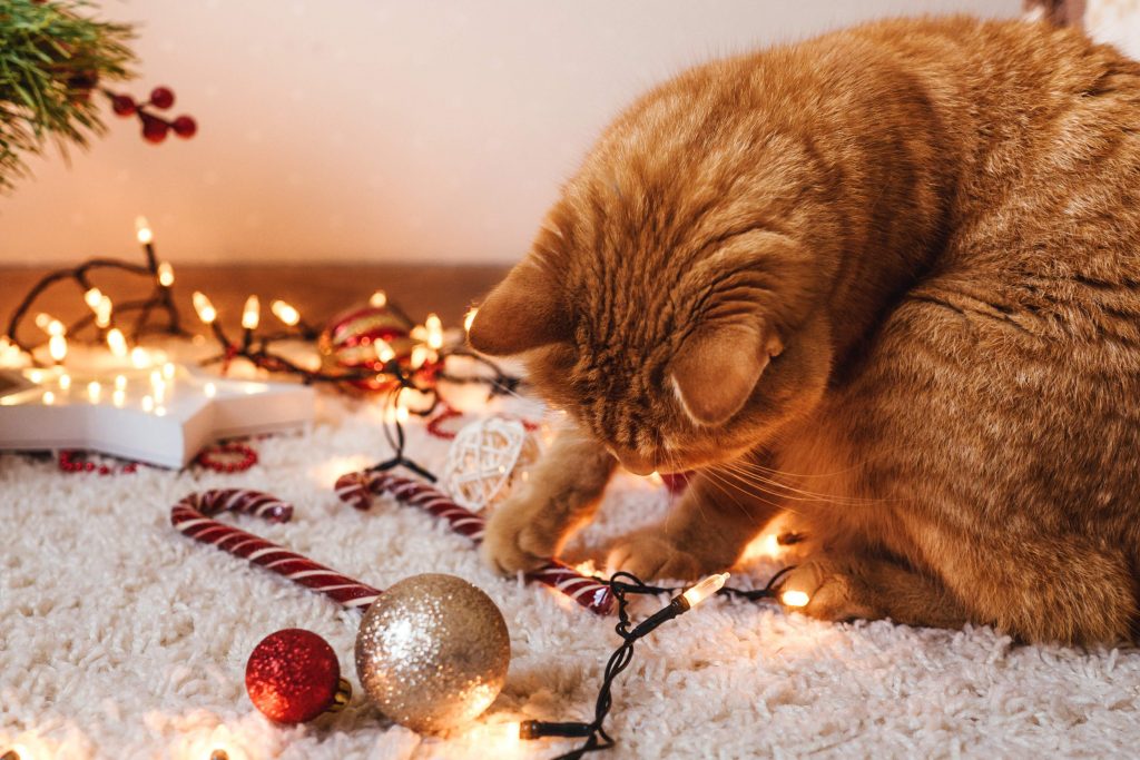 natale con gatto