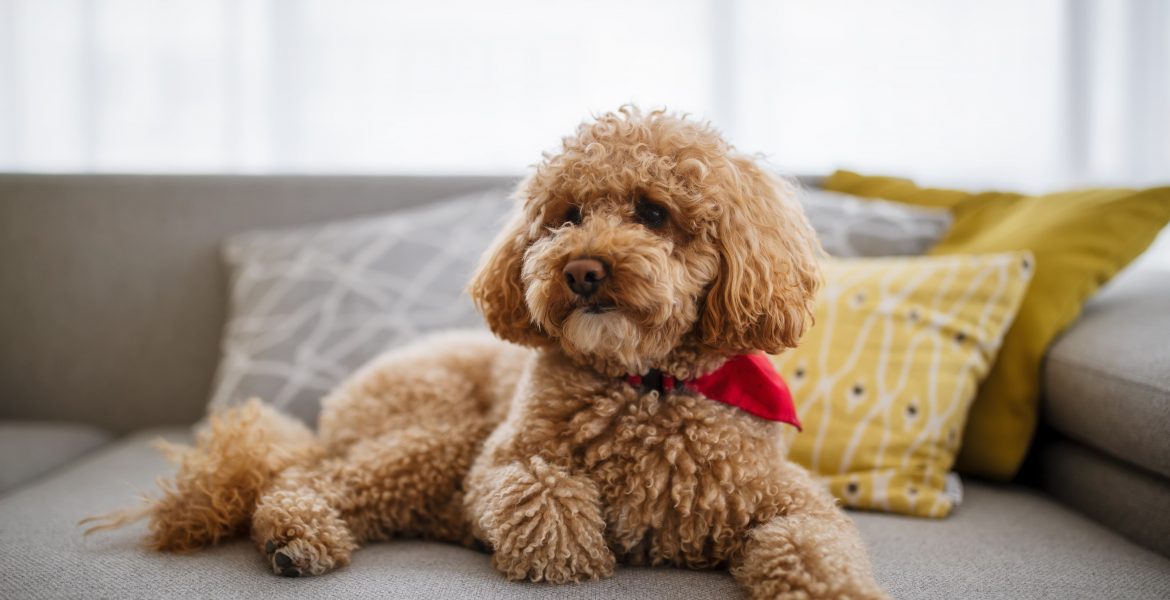 barboncino toy, prezzo barboncino toy, cani di piccola taglia,