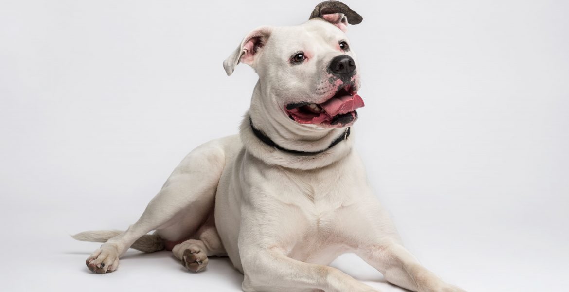 Bulldog americano, bulldog americano prezzo, bulldog americano cucciolo, cosa sapere sul bulldog,