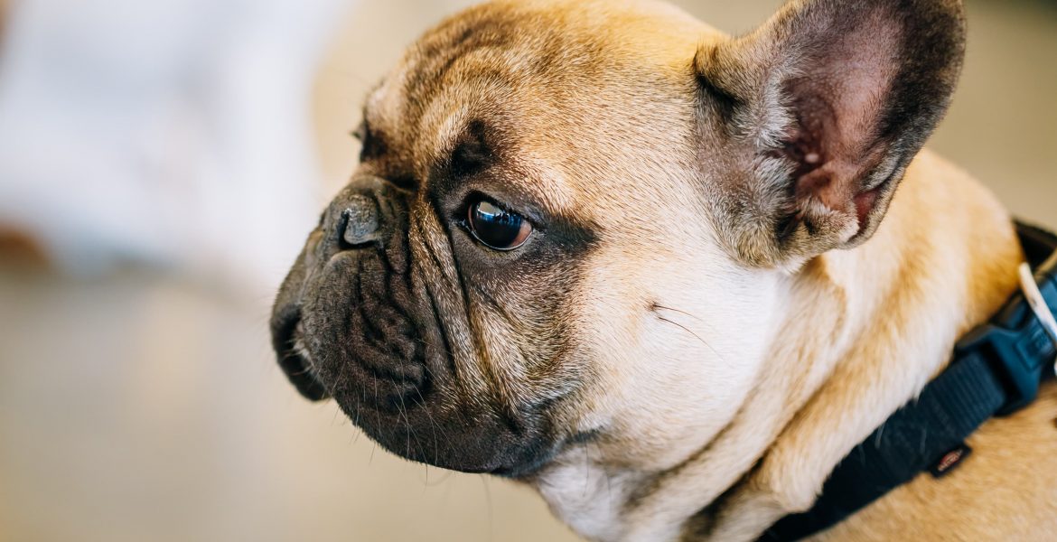 Il bulldog francese, cosa sapere sul bulldog francese, bulldog francese cucciolo, bulldog francese blu, prezzo del bulldog francese,