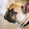 Il bulldog francese, cosa sapere sul bulldog francese, bulldog francese cucciolo, bulldog francese blu, prezzo del bulldog francese,