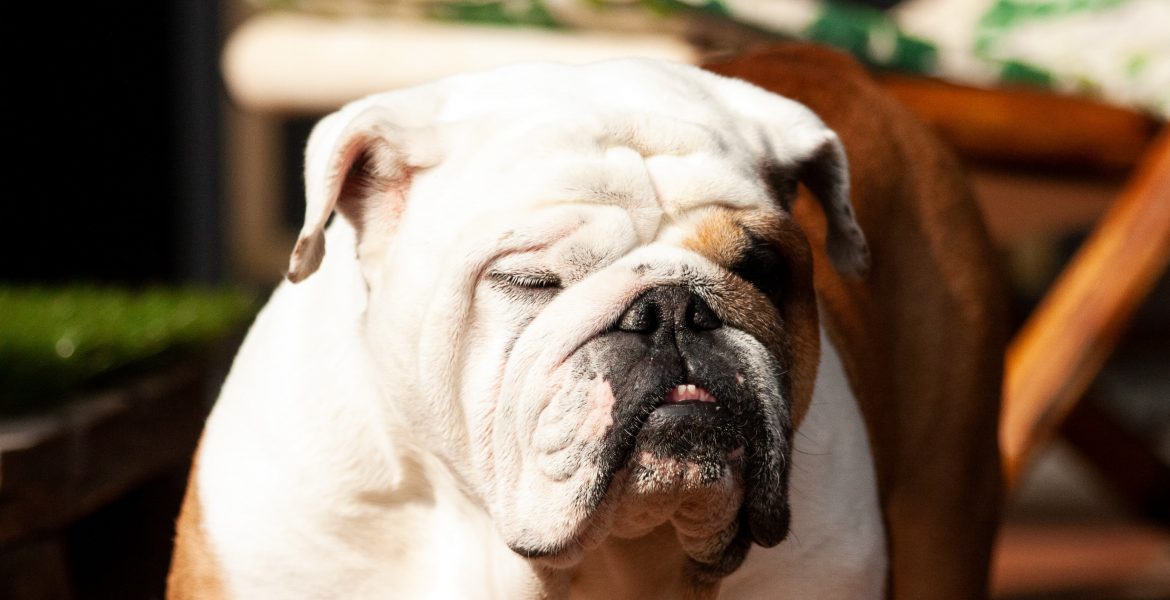 bulldog inglese, prezzo e caratteristiche, bulldog inglese cucciolo, cosa c'è da sapere,