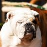 bulldog inglese, prezzo e caratteristiche, bulldog inglese cucciolo, cosa c'è da sapere,
