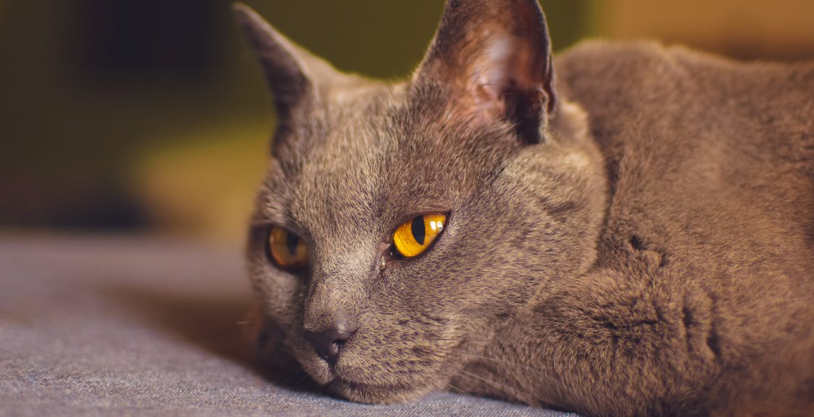 Gatto certosino, gatti certosini, gatti,cosa sapere, gatti certosini,