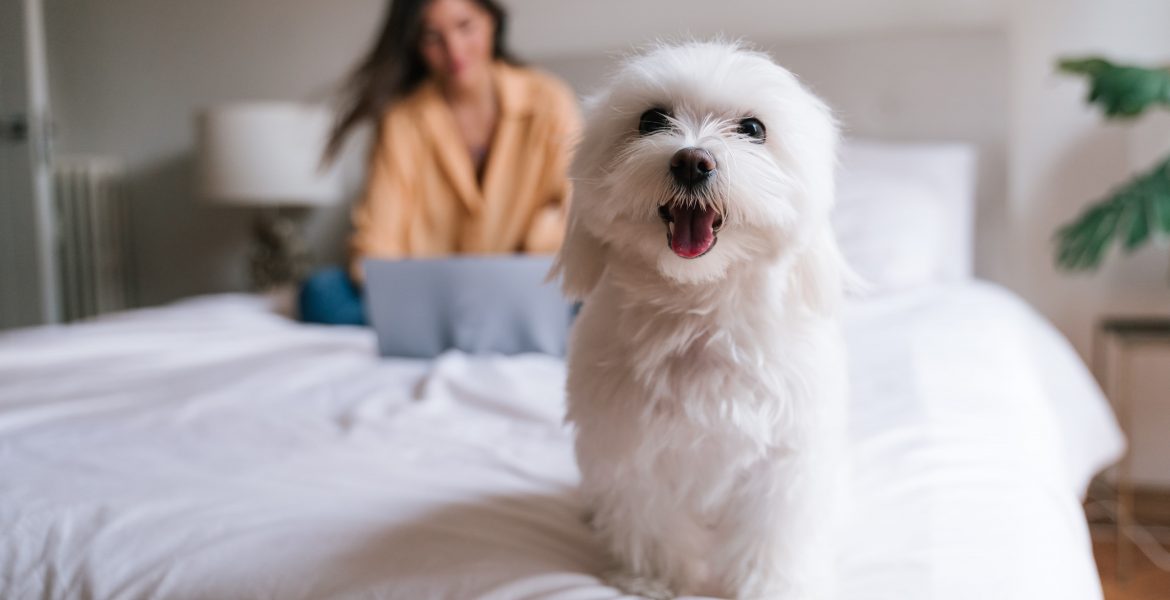 il maltese cane da compagnia, maltese toy, maltese nano, prezzo del maltese, maltese cucciolo, cosa sapere sul maltese,