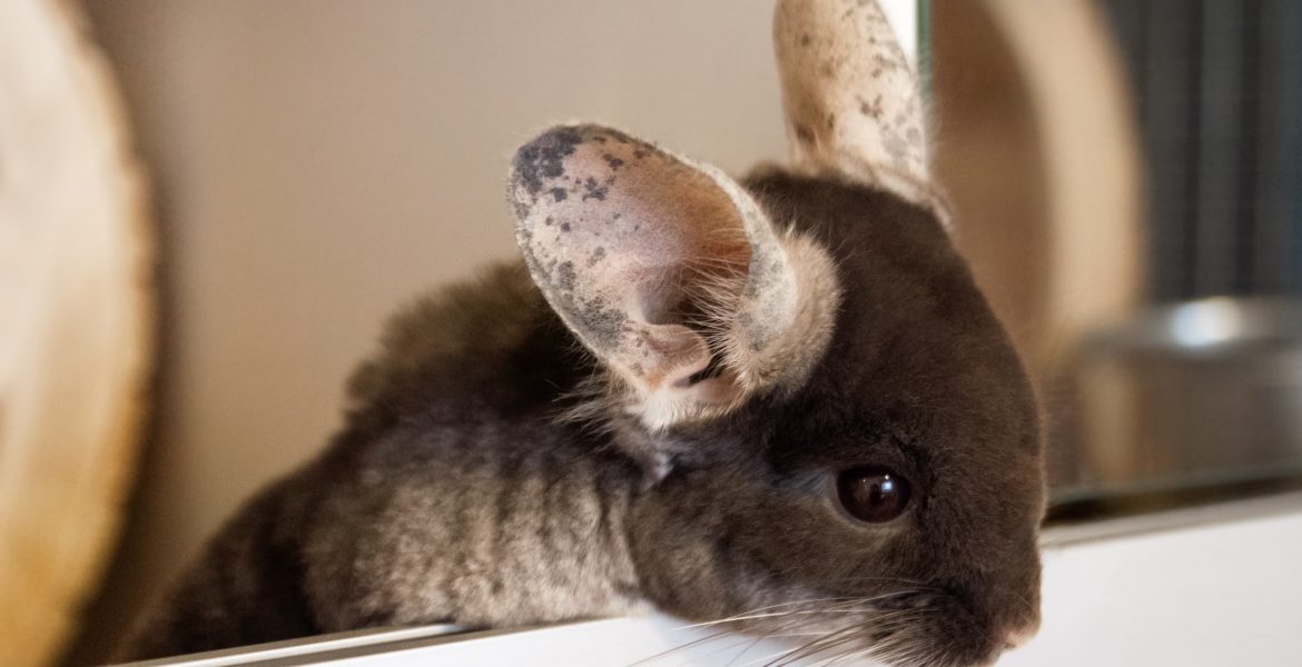 cincillà, cosa sapere sul cincillà, gabbia per cincillà e tantissime altre informazioni,