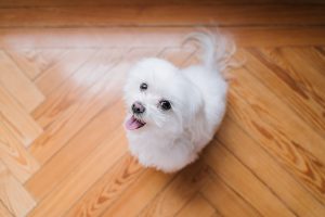 maltese cucciolo, maltese toy,