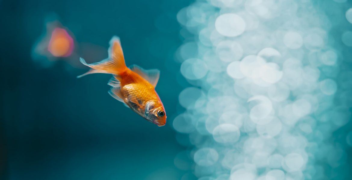 Pesce rosso, cosa sapere sul pesciolino rosso, i pesci rossi come pesci d'acquario,