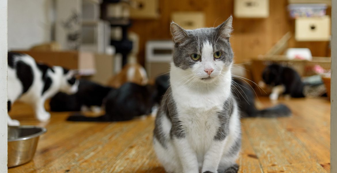 Gattili e colonie feline, cosa sapere su questo argomento, lallohallo.com, blog lalloro,