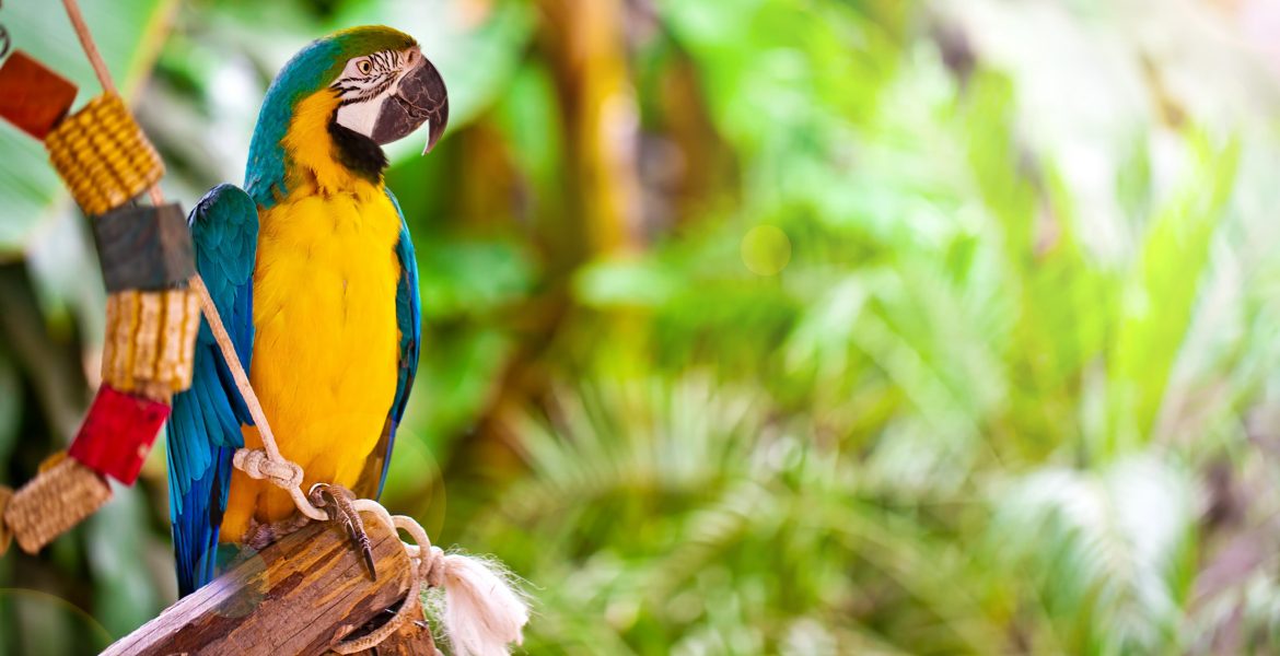 pappagallo ara, confronto pappagallo ara e pappagalli inseparabili, pappagallo ara prezzo, ara pappagallo, cosa c'è da sapere, Ara Macao, Ara ararauna,