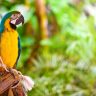 pappagallo ara, confronto pappagallo ara e pappagalli inseparabili, pappagallo ara prezzo, ara pappagallo, cosa c'è da sapere, Ara Macao, Ara ararauna,