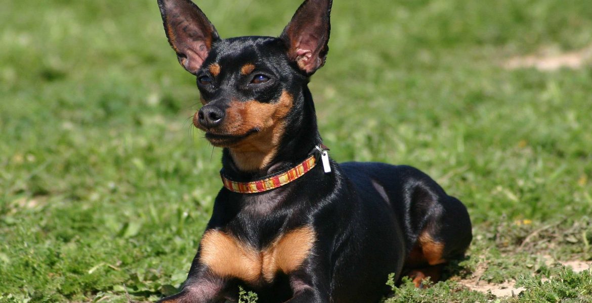 Pinscher Nano, cane pinscher, pinscher cucciolo,