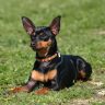 Pinscher Nano, cane pinscher, pinscher cucciolo,