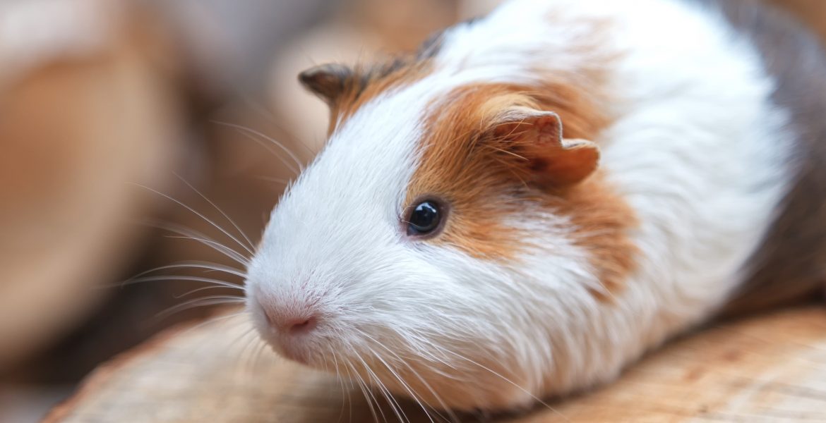 Il porcellino d'india, cosa sapere sui porcellini d'india, cavia peruviana perchè avera, come porcellino d'india, cavia peruviana come animale da compagnia,