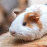 Il porcellino d'india, cosa sapere sui porcellini d'india, cavia peruviana perchè avera, come porcellino d'india, cavia peruviana come animale da compagnia,