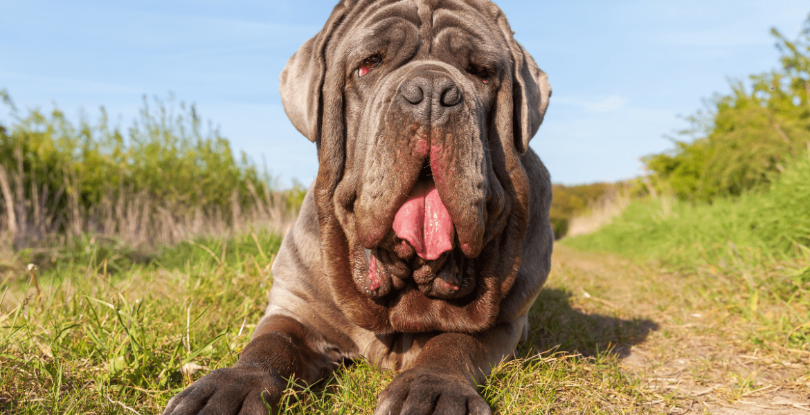 mastino napoletano prezzo, mastino prezzo, mastino cucciolo, mastino napoletano cucciolo,