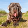 mastino napoletano prezzo, mastino prezzo, mastino cucciolo, mastino napoletano cucciolo,