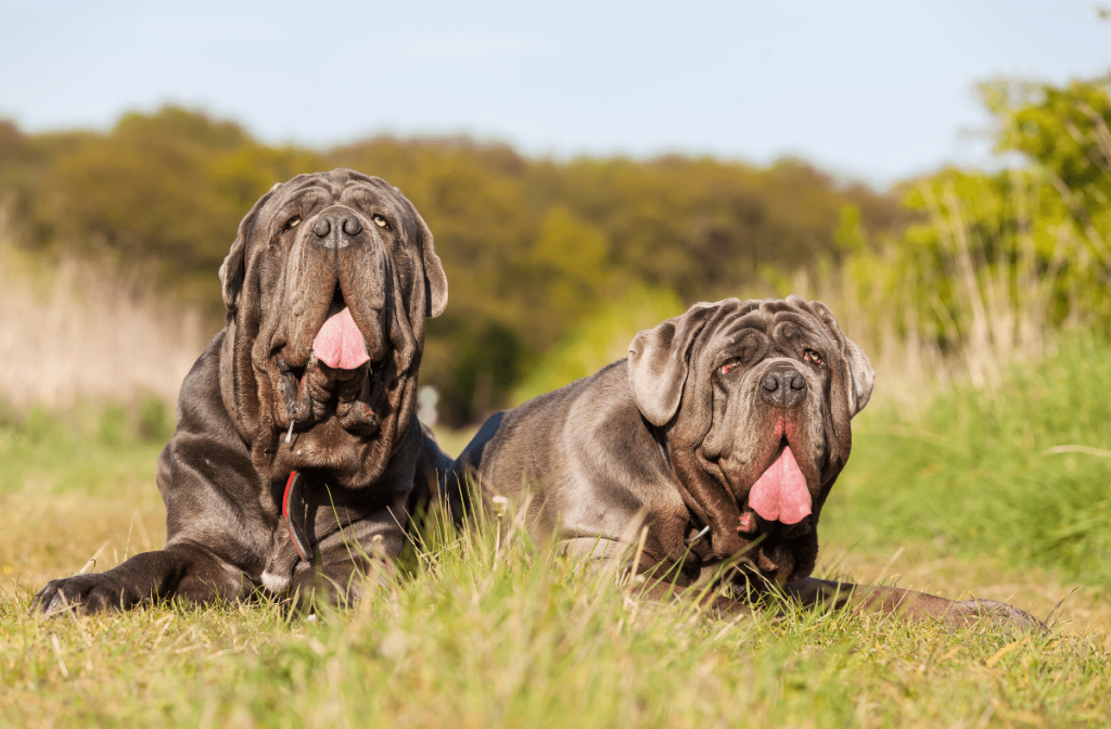 prezzo mastino napoletano