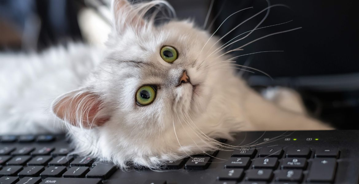 Cibo per gatti anziani