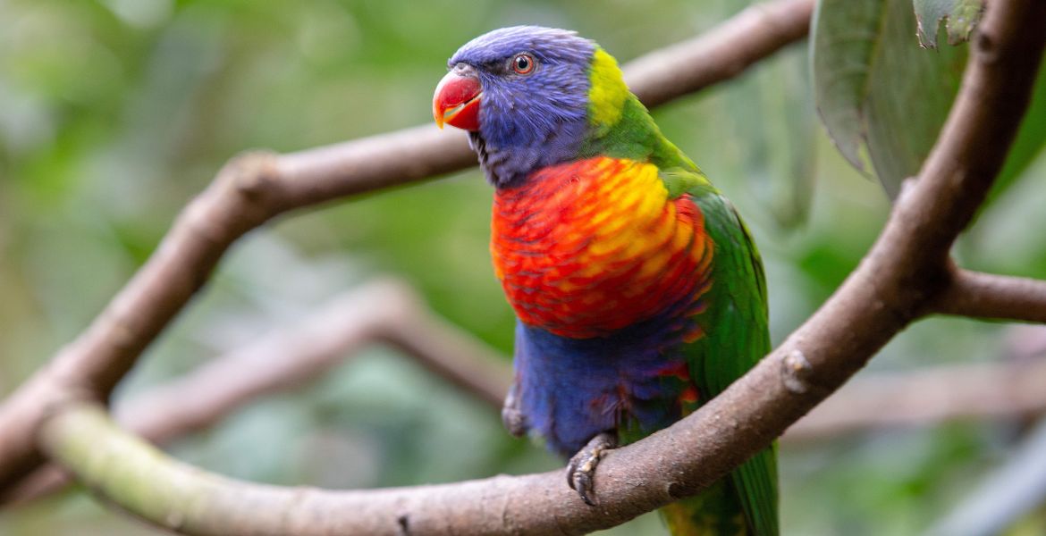 Mangime per pappagalli