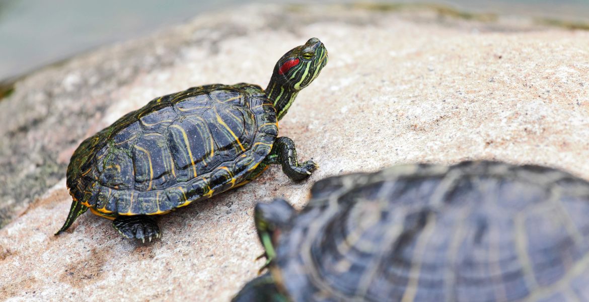 tartarughe di terra