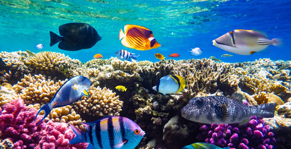 Mangime per pesci tropicali: una guida su quale scegliere