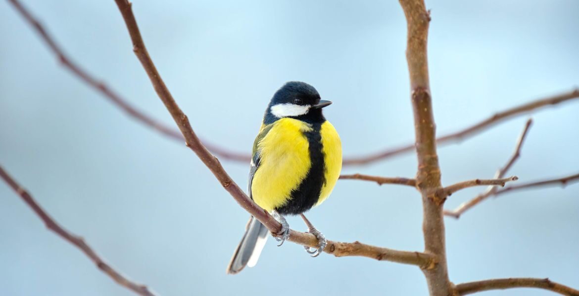 Scopri i beverini a goccia per canarini disponibili su lallohallo.com