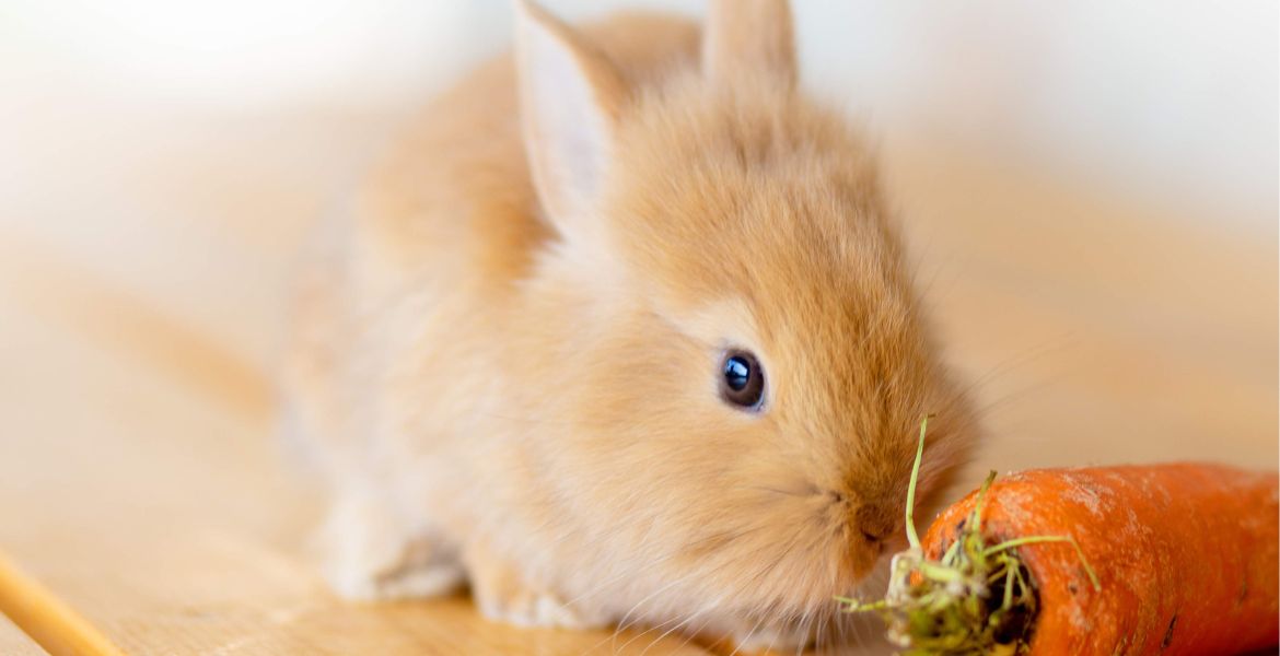 Mangime per conigli nani: come scegliere il prodotto migliore su Lallohallo.com