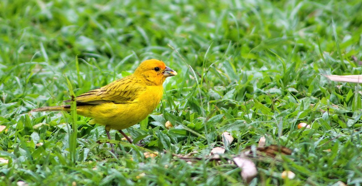 Scegli la migliore mangiatoia per il tuo canarino su LalloHallo.com