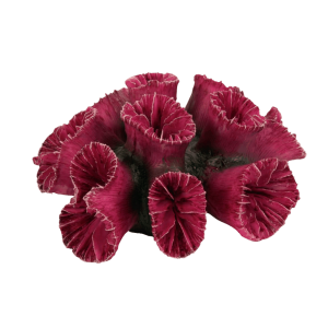 Trixie Corallo Euphyllia,