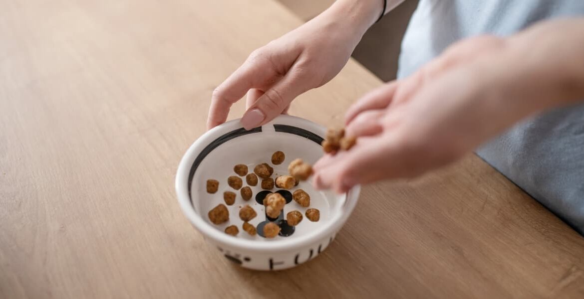 Alimenti per cani Quale scegliere, il miglior cibo per cani, ai migliori alimenti per cani,