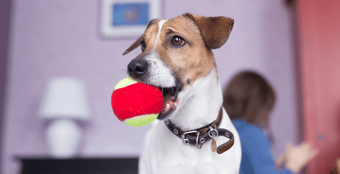 Ecco I Migliori Giochi Per Cani Un Mondo di Divertimento