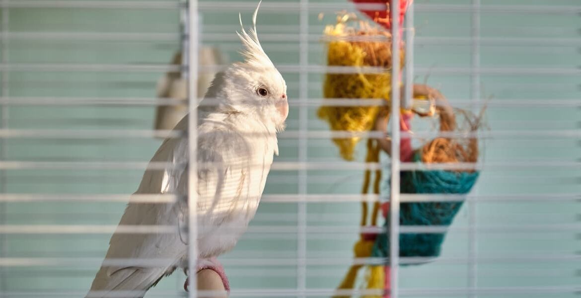 Gabbia Per Uccelli Cosa Non Deve Mai Mancare, mangiatoia per uccelli, rami secchi, beverini a goccia,