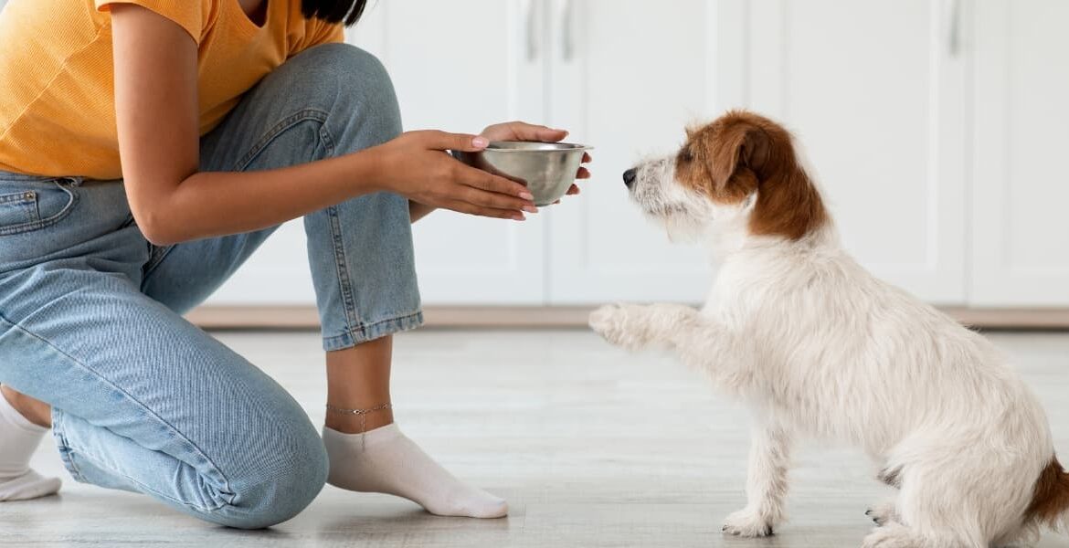 Gli umidi per cani proposti da Lallohallo.com, cibo umido forza 10, migliori bocconcini per cani,