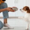 Gli umidi per cani proposti da Lallohallo.com, cibo umido forza 10, migliori bocconcini per cani,
