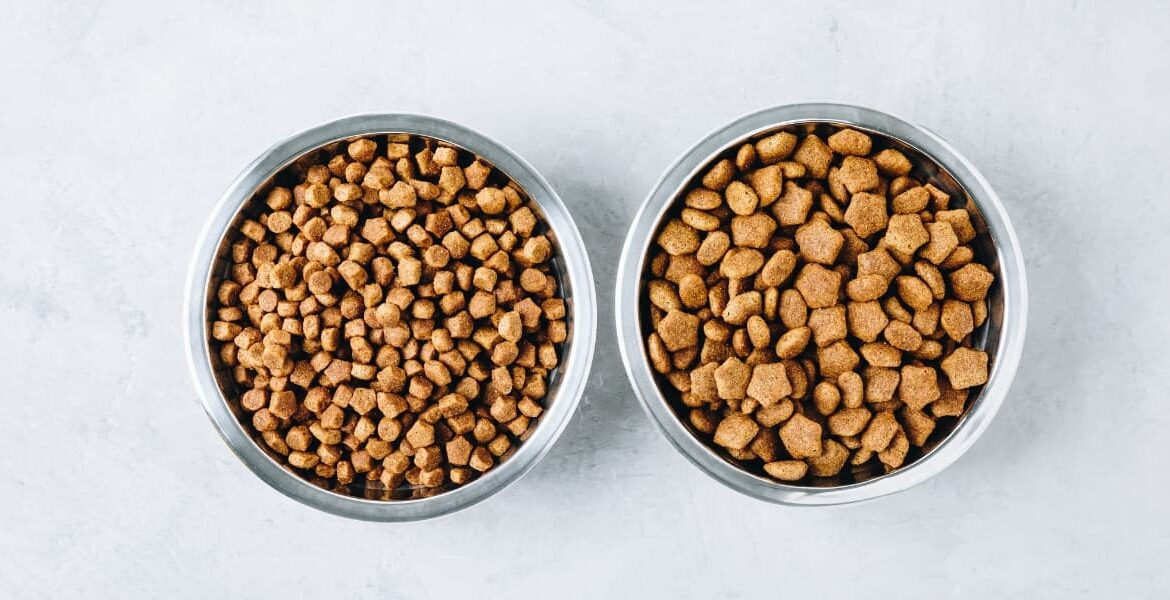 Guida alla scelta delle migliori crocchette per cani