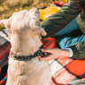 I migliori collari, pettorine e guinzagli per cani