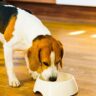 Perché scegliere un’alimentazione per cani monoproteica, dieta monoproteica per cani, cibo monoproteico,