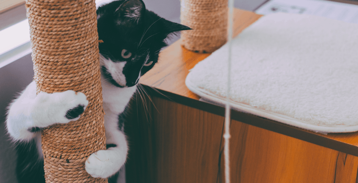 Svelare il segreto di Tiragraffi Capire gli istinti del gatto, il miglior tiragraffi per gatti, tiragraffi verticali, tiragraffi in cartone,