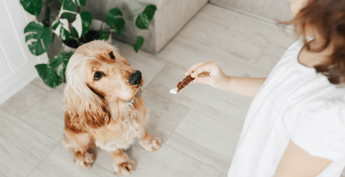 Tutto quello da sapere su Snack Per Cani, snack per cani, i migliori snack per cani,