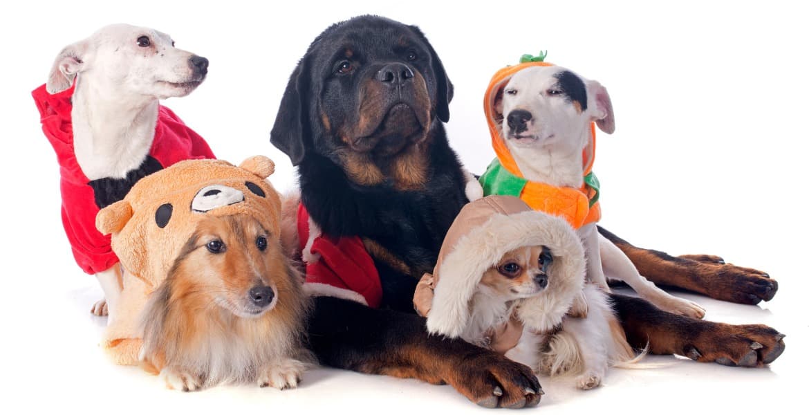 abbigliamento-per-cani-pet-lallo-hallo