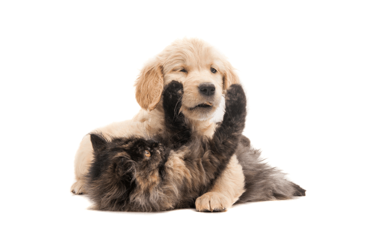 cani-gatti-convivono-insieme-lallohallo