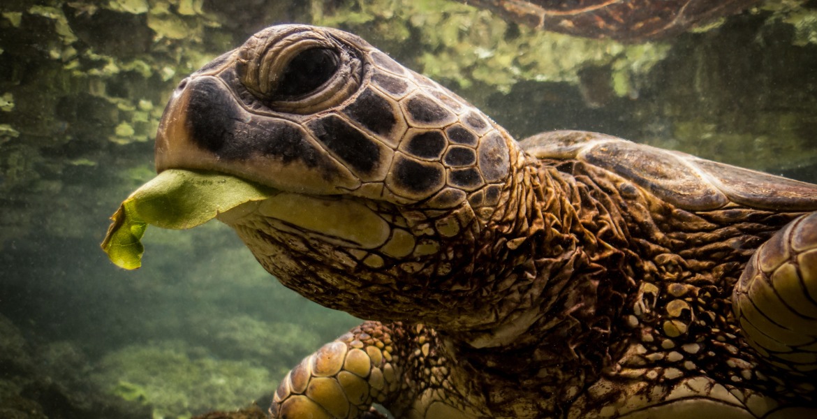mangimi-per-tartarughe-lallo-hallo, mangimi per tartarughe di terra, cibo per tartarughe di terra,