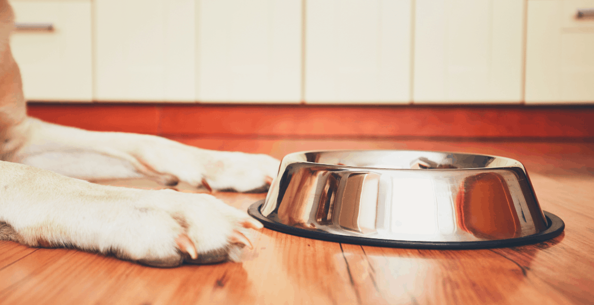 I Consigli Di Lallohallo. Perchè Scegliere Forza10 Come Abitudine Alimentare Per Il Proprio Animale Domestico, linea forza10 Maintenance, forza10 legend, crocchette ed umidi forza10,