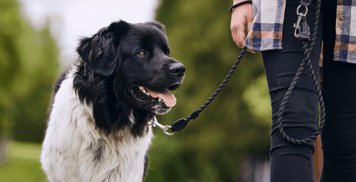 Pettorine e Guinzagli Tre Ponti. Perchè Tutti Le Vogliono Lallohallo.com, Pettorina Tre Ponti Easy Fit, Pettorina tre ponti primo plus, guinzagli e pettorine tre ponti,