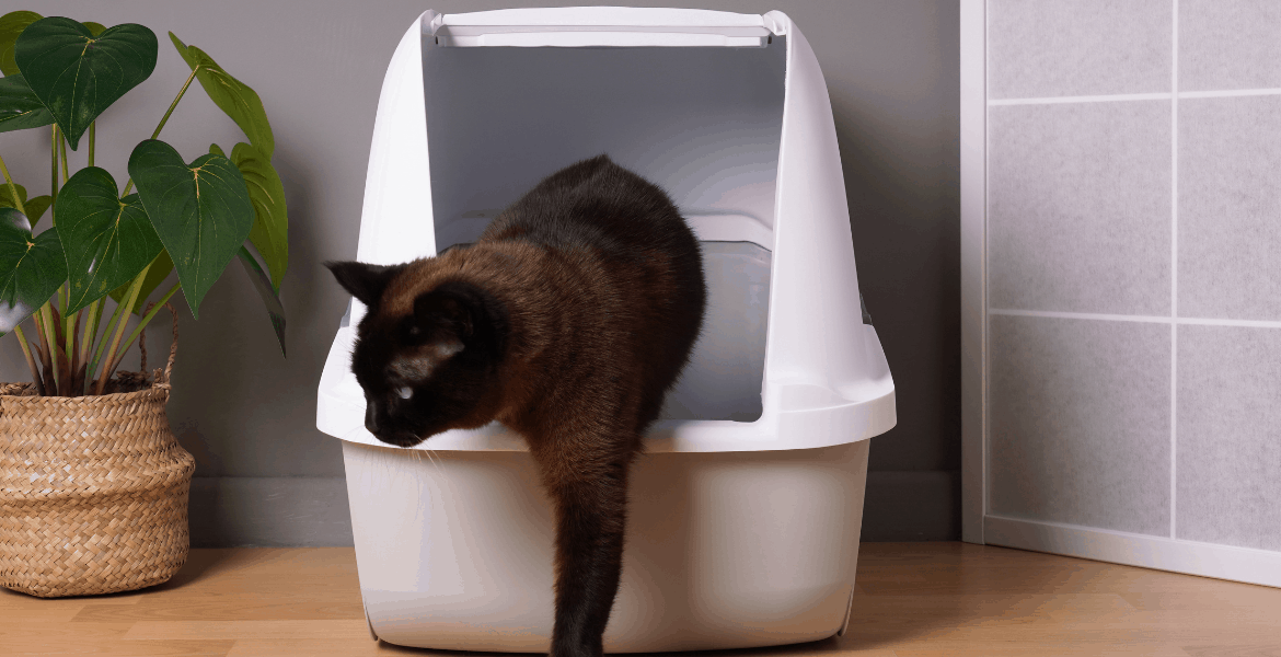 Toilette per Gatti, cassette igieniche,