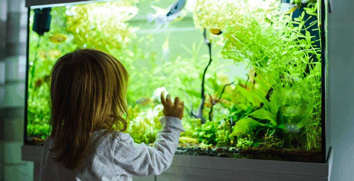 Acquario Una Vera Passione, acquariofilia, decorazioni per acquari,